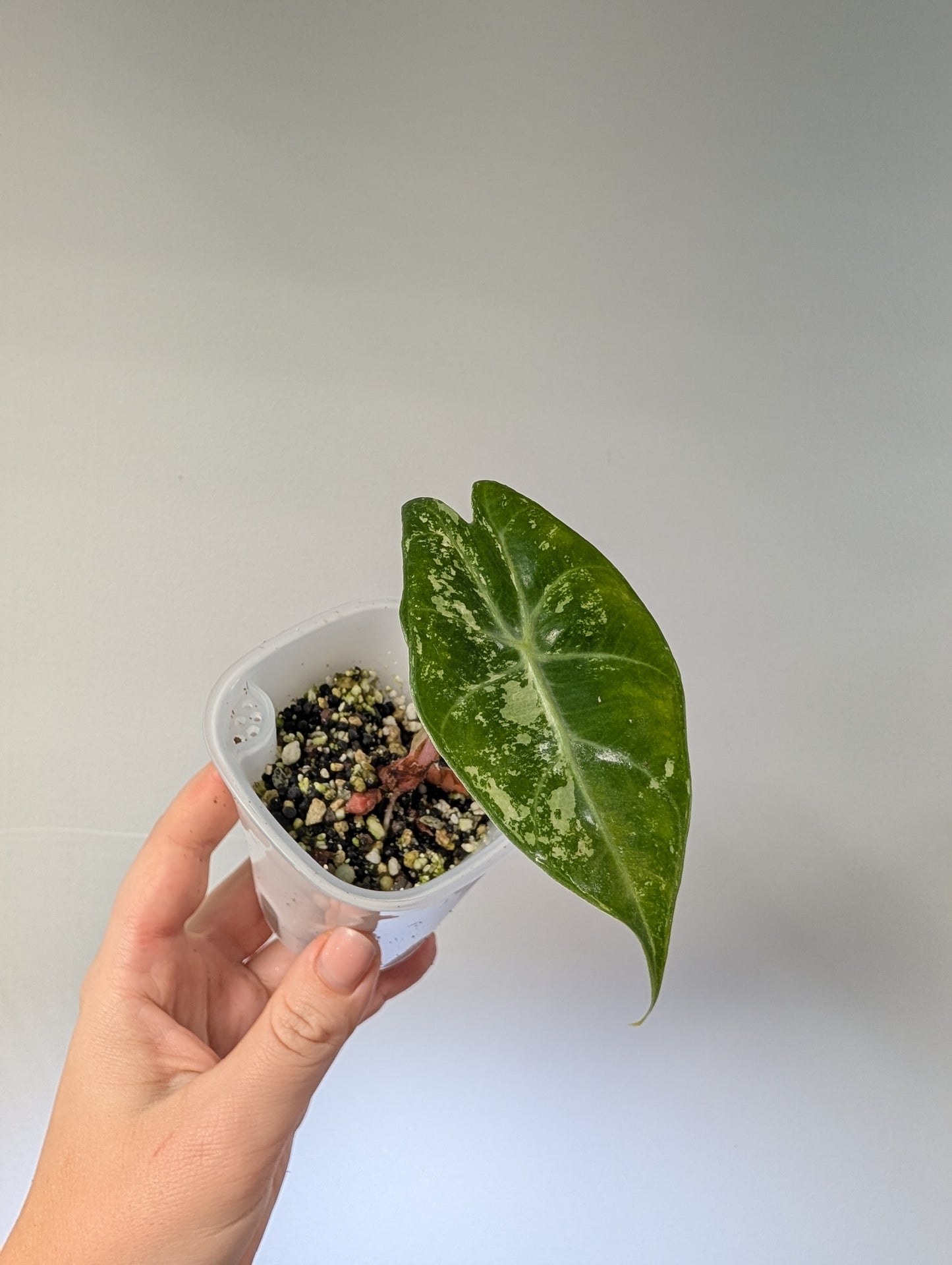 Alocasia pink dragon variegated with three corms 🌸