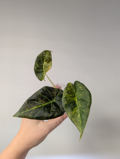 Alocasia regal shields aurea variegated
