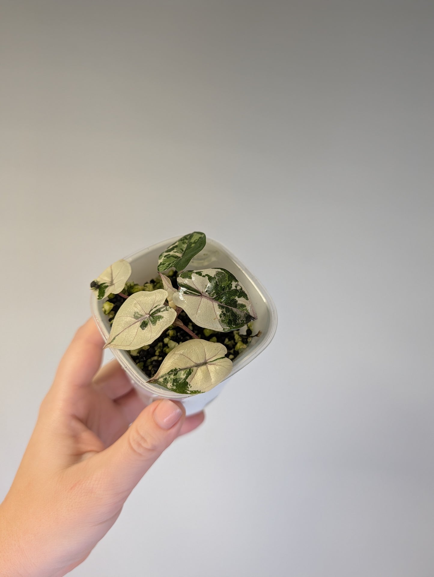 Alocasia Yucatán princess albo pink variegated 🩷🤍