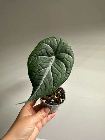 Alocasia maharani