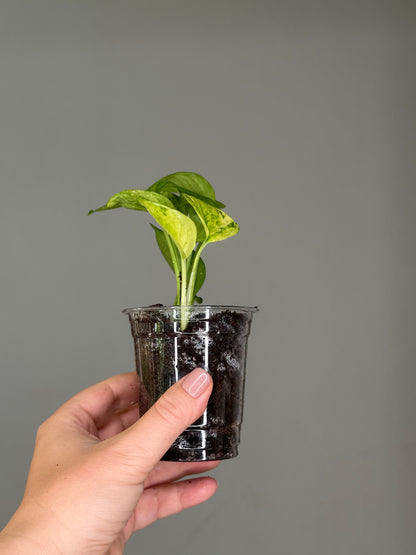 Pothos Jessenia / uncommon color