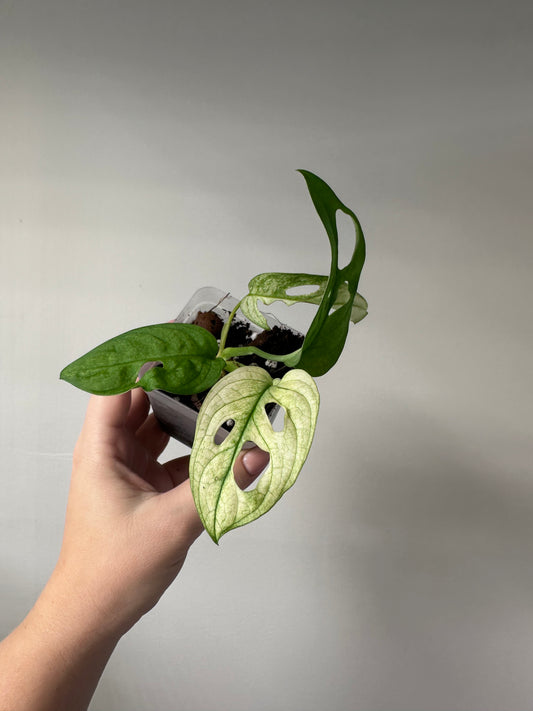 Monstera adansonii archipelago ghost