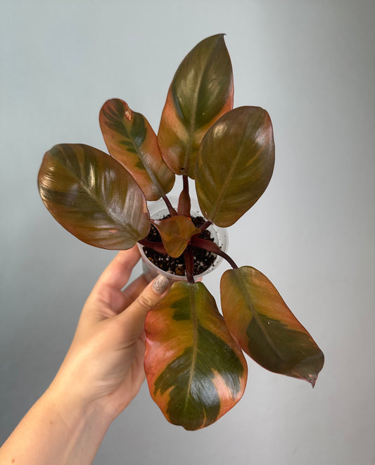 Philodendron Black Cardinal variegated 🧡 🦄