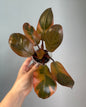 Philodendron Black Cardinal variegated 🧡 🦄