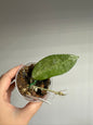 Hoya Silver lady