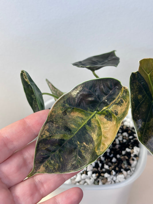 Alocasia azlanii aurea variegated, Corming