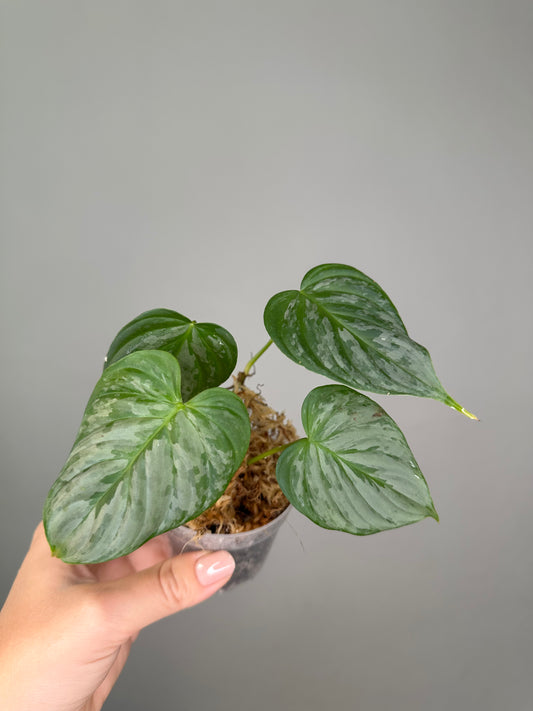 Philodendron sodiroi