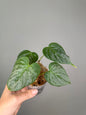 Philodendron sodiroi