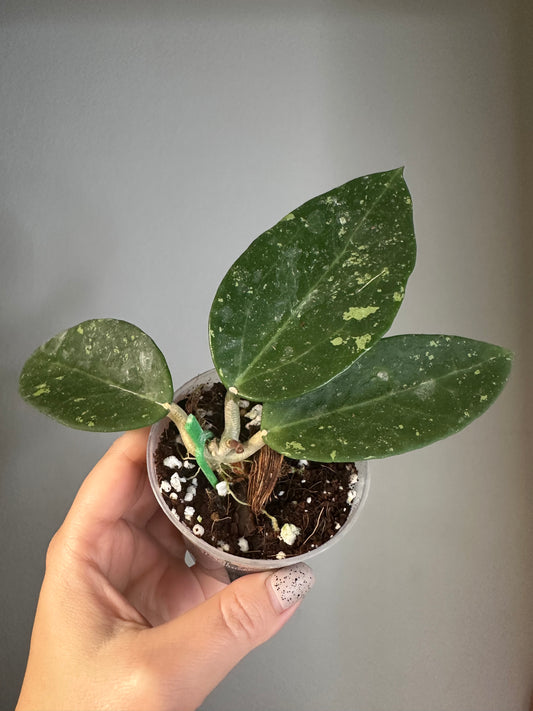 Hoya pottsi splash