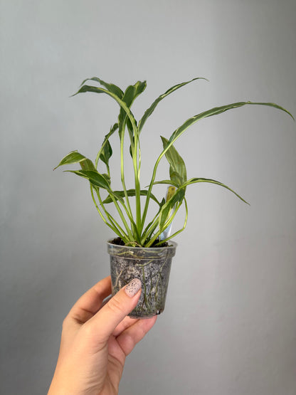 Spathyphillum var