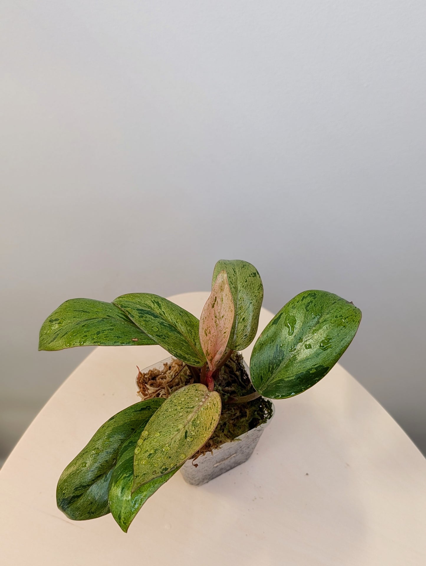 Philodendron green Congo mint dwarf variegated