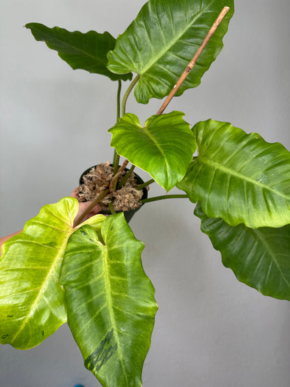 Philodendron snowdrift / easy to care for and beautiful