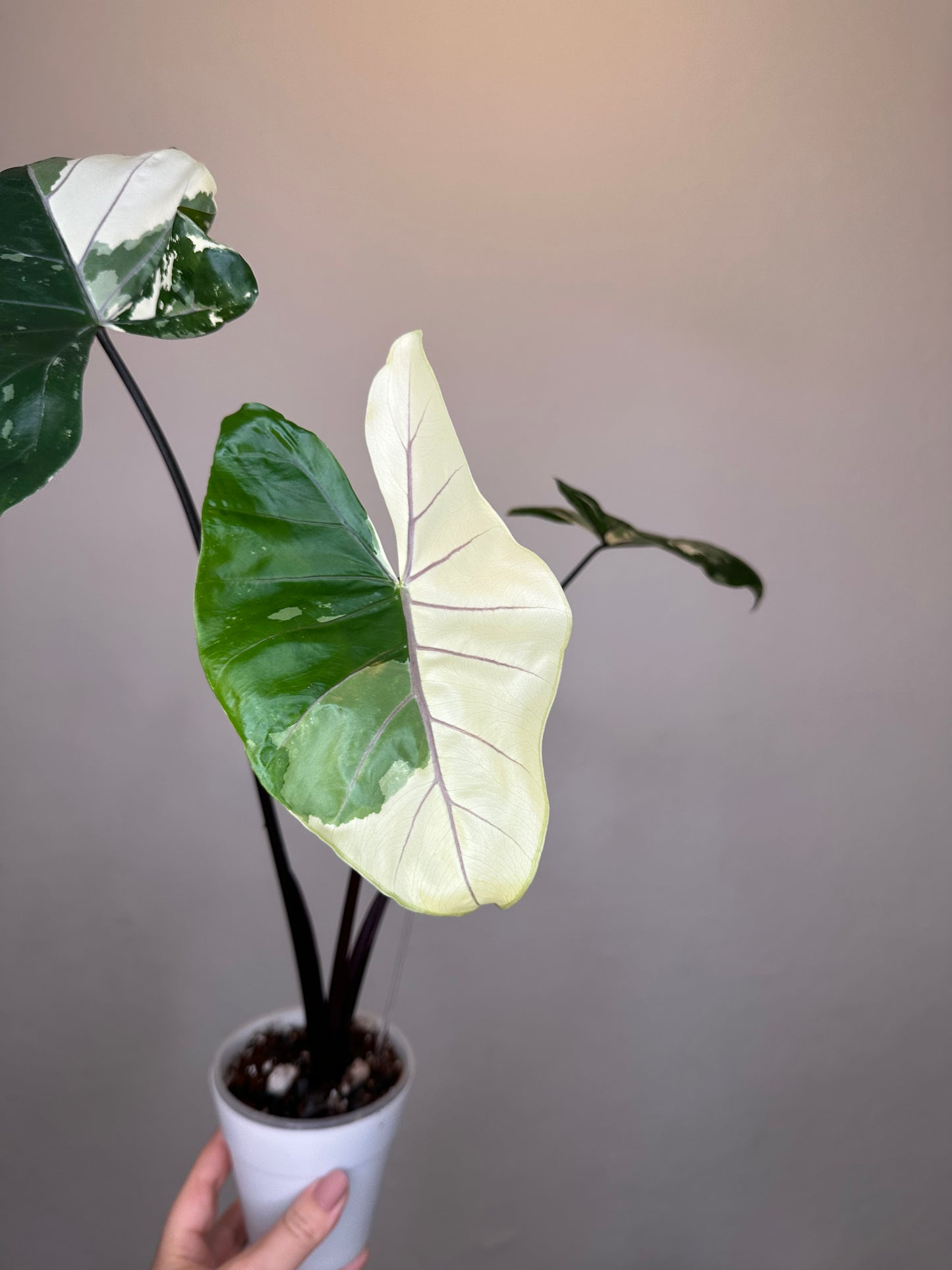 Alocasia black stem variegated / top variegation