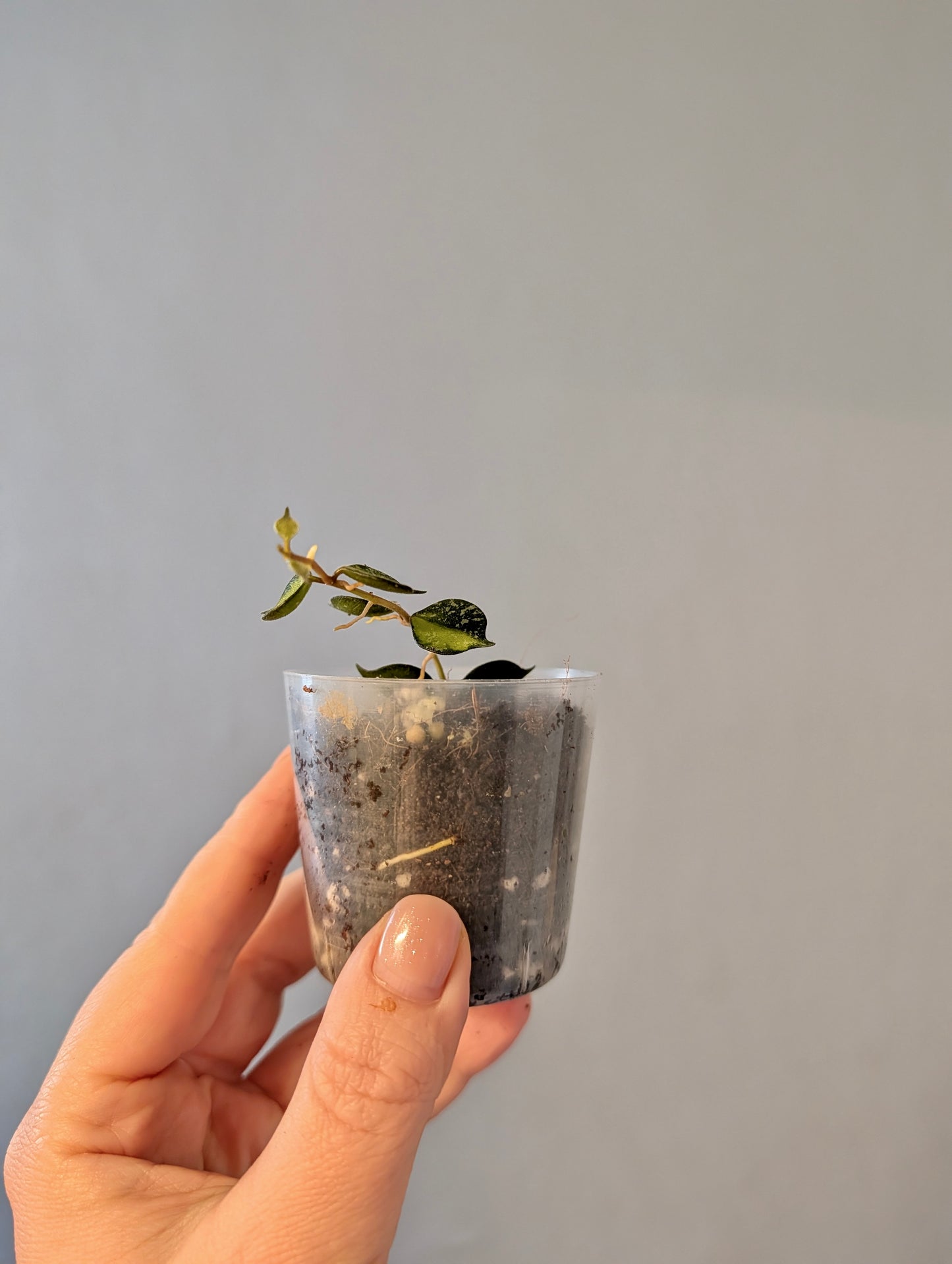 Hoya Curtisii variegated