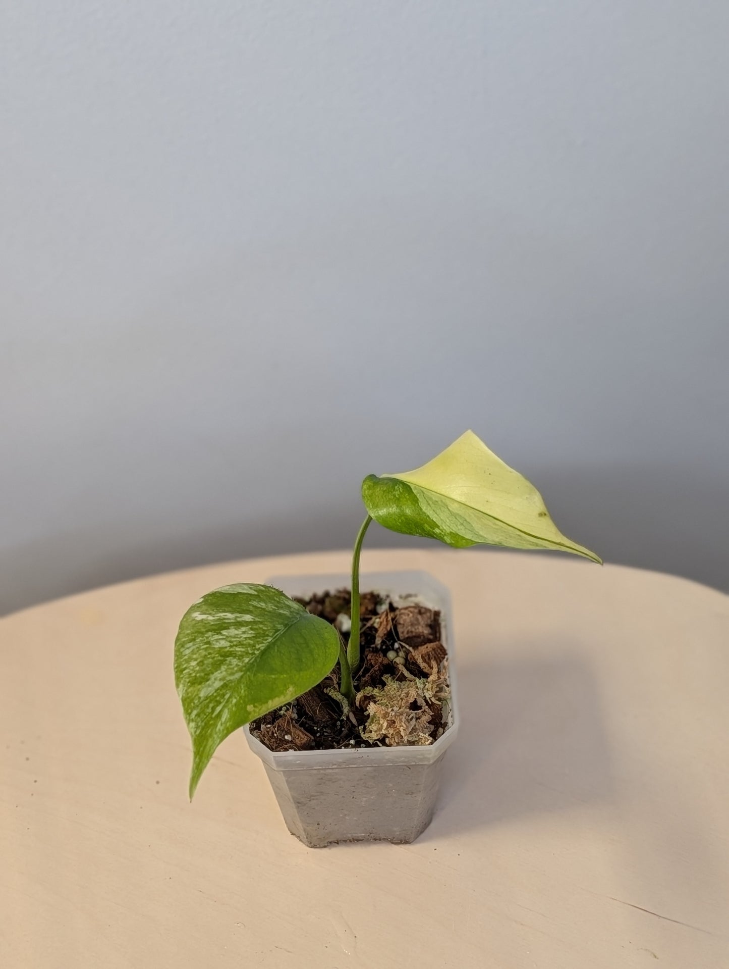 Monstera yellow variegated