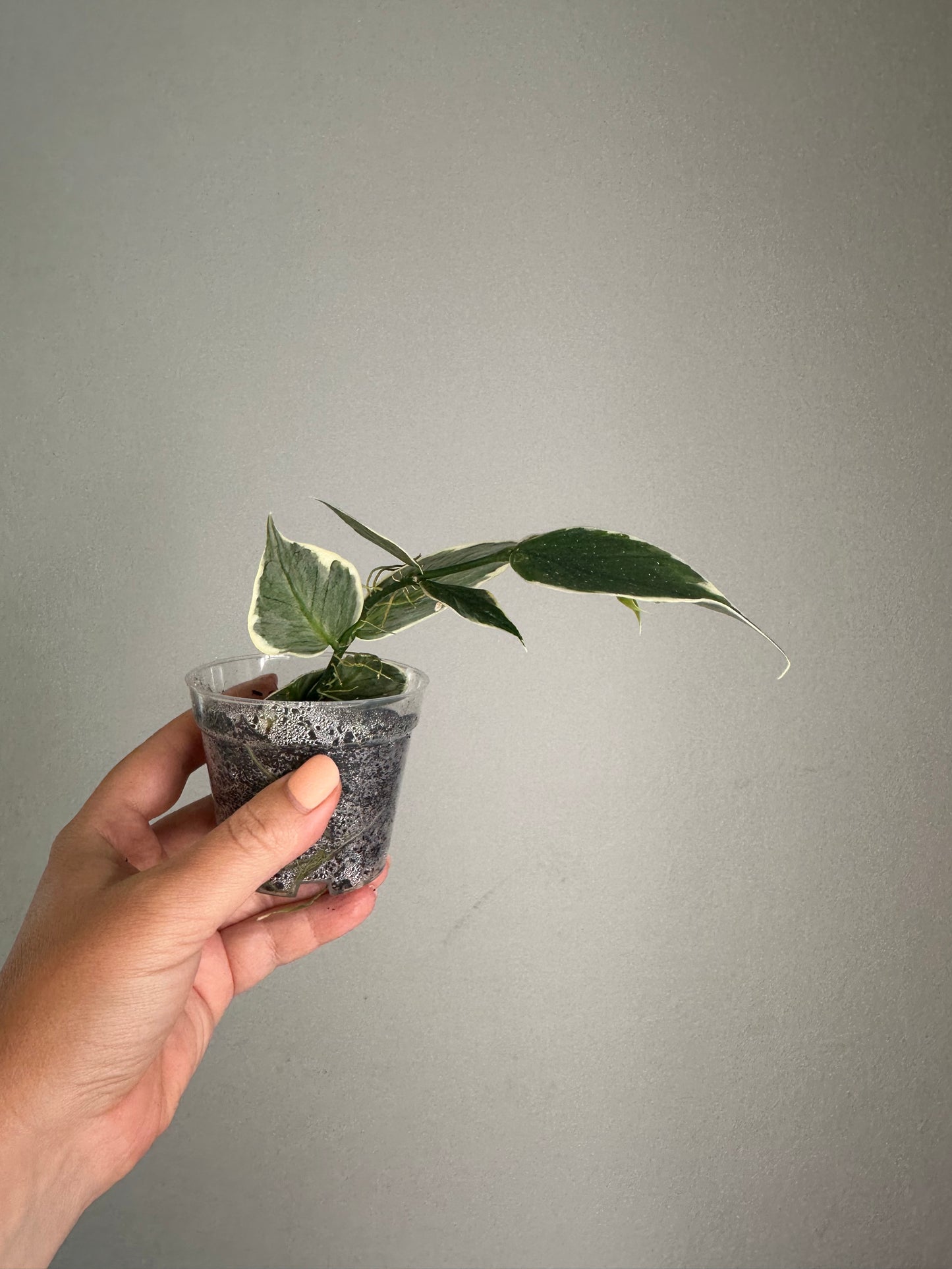 Hoya Polyneura albo variegated