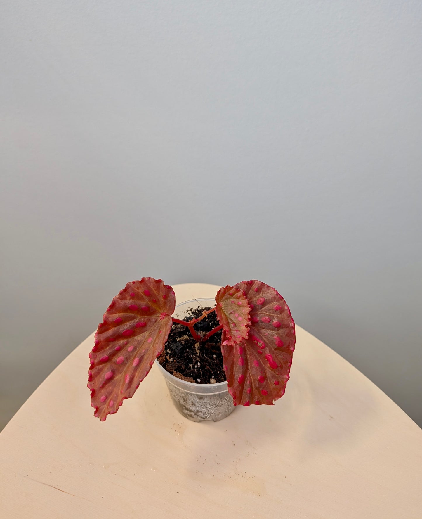 Begonia darthvaderiana & Negroensis