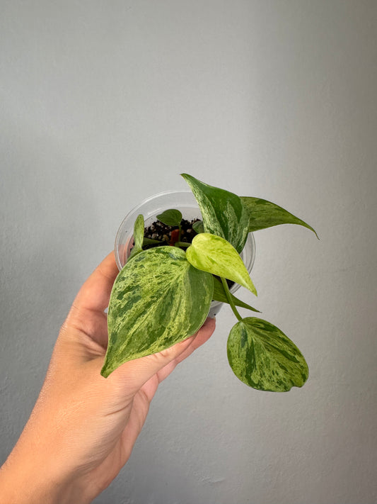 Philodendron hederecum mint variegated