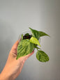 Philodendron hederecum mint variegated
