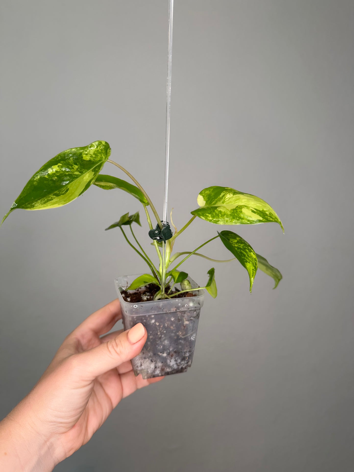 Philodendron burle Marx variegated / top variegation 💛