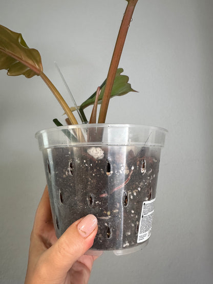 Philodendron caramel marble variegated