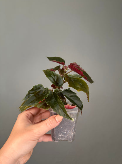 Begonia Ginny Galaxy low variegation