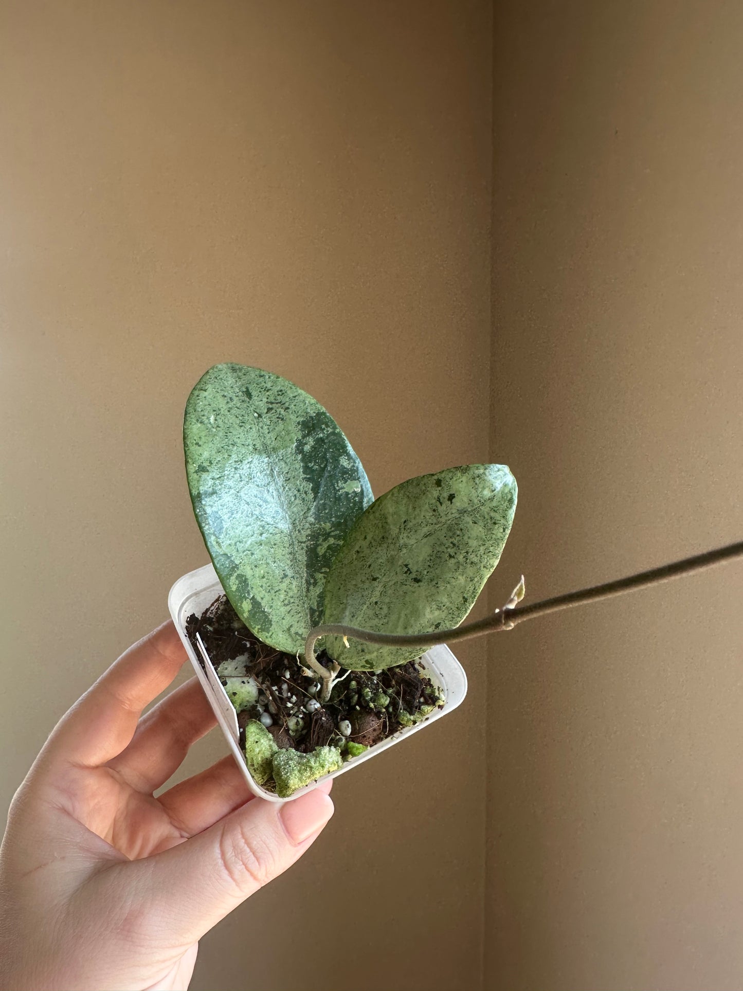 Hoya KSB08 silver / Rare Hoya 🦄