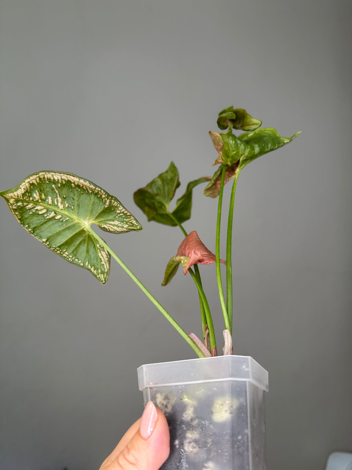 Syngonium pink mosaic