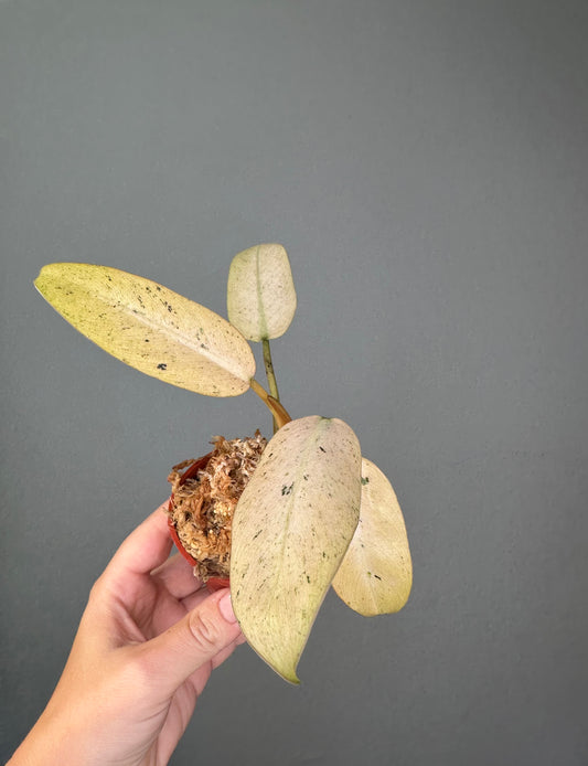 Philodendron ruaysap mint variegated