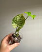 Syngonium confetti tricolor
