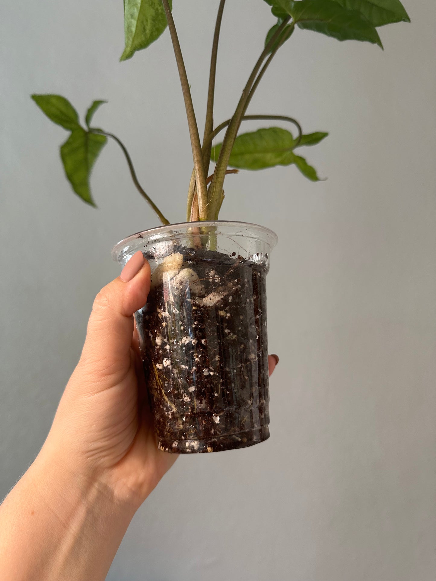 Syngonium angustatum