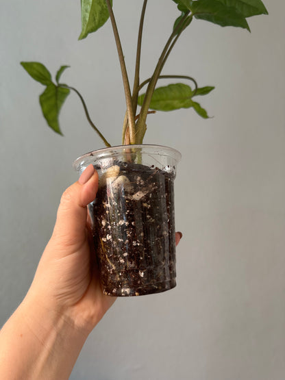 Syngonium angustatum