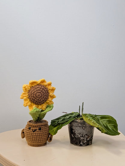 Marantha black (rare)