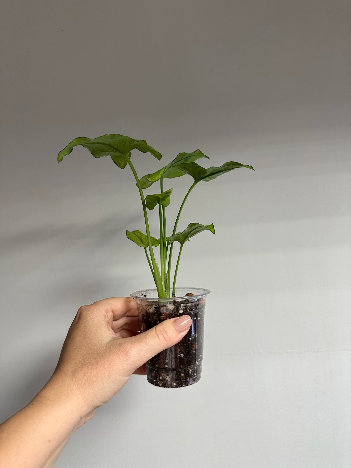 Syngonium green matcha