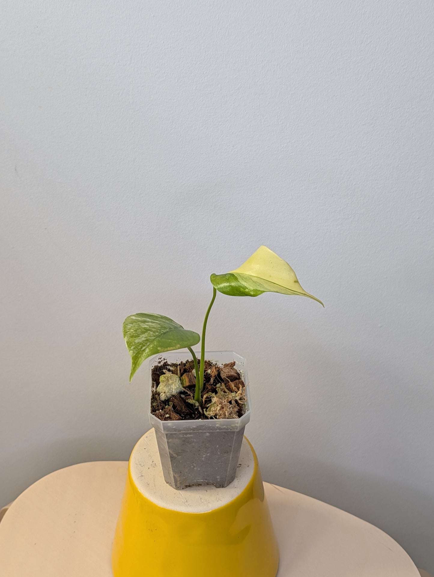 Monstera yellow variegated