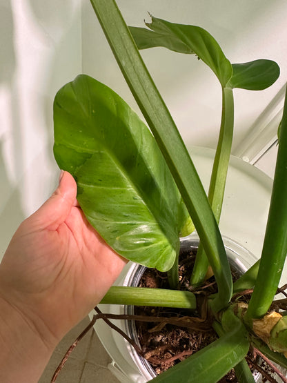 Philodendron melinonii XL / only pick up & delivery & shipping to Ontario