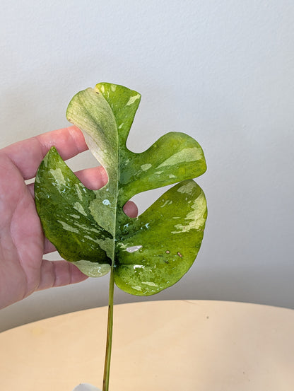 Raphidophora tetrasperma albo variegated