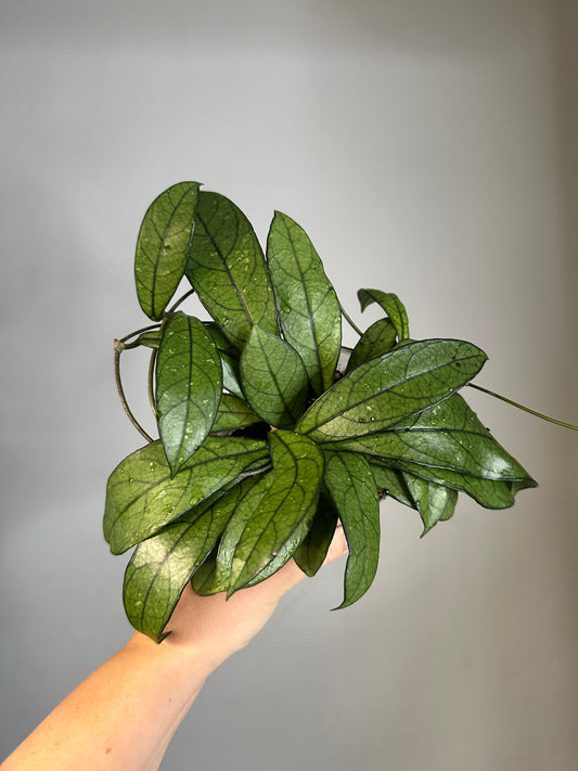 Hoya Crassipeolata