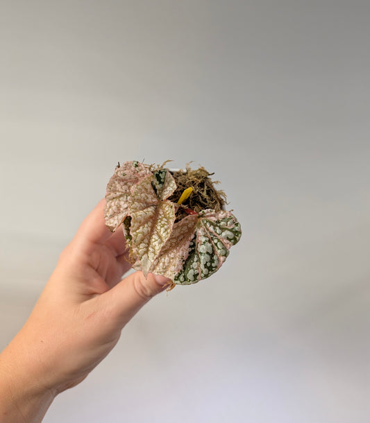 Begonia Snow Capped variegated