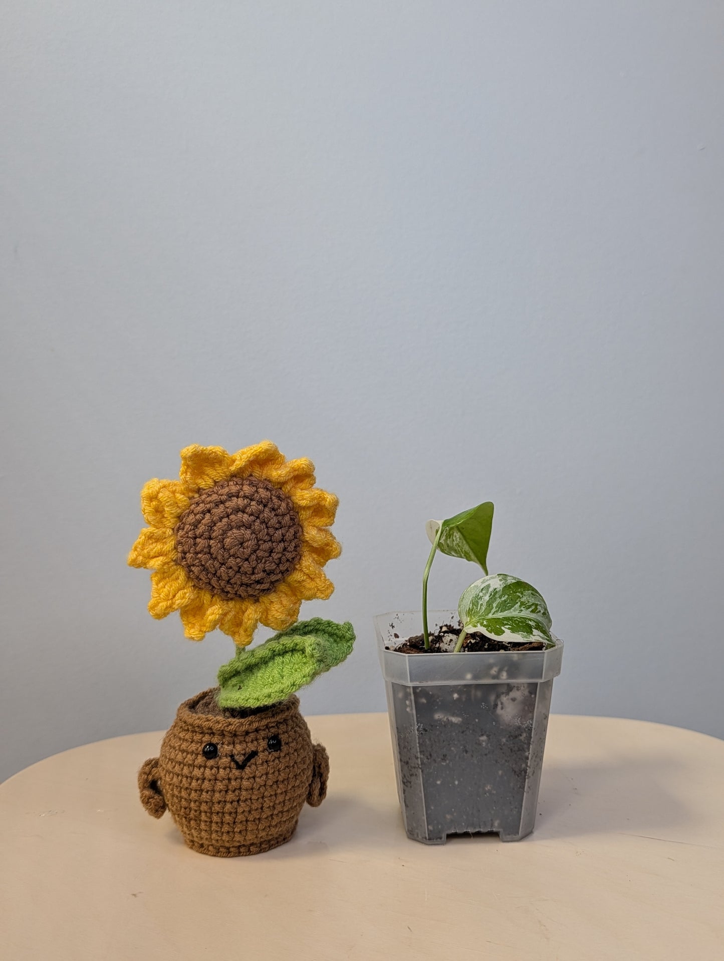 Monstera albo variegated