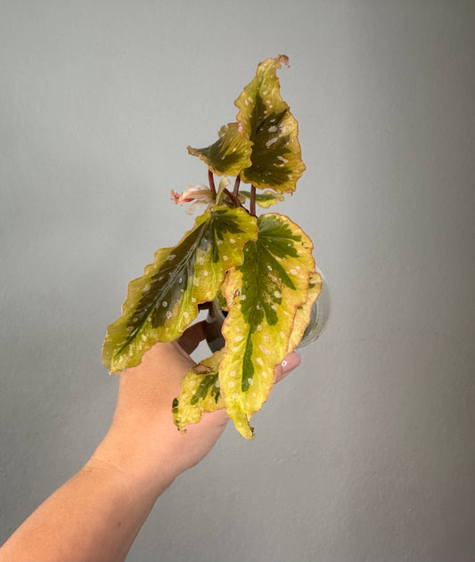 Begonia Dainty Spray Sport / rare