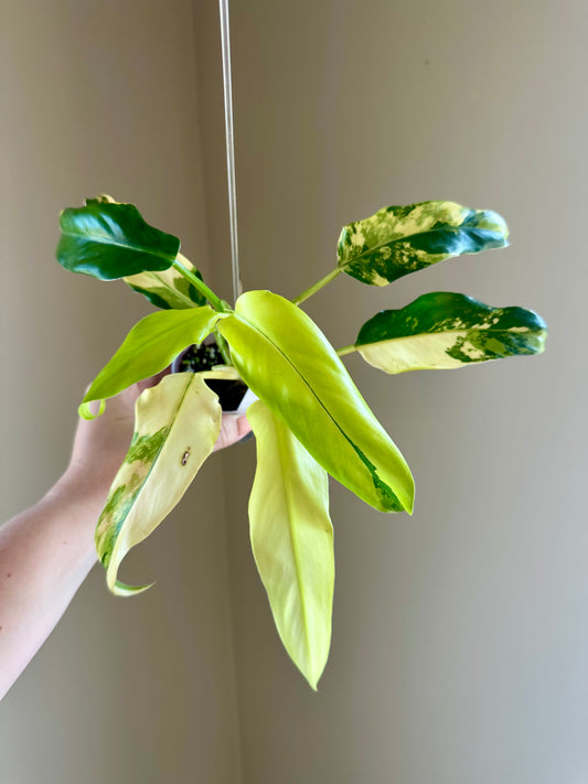 Philodendron domesticum variegated