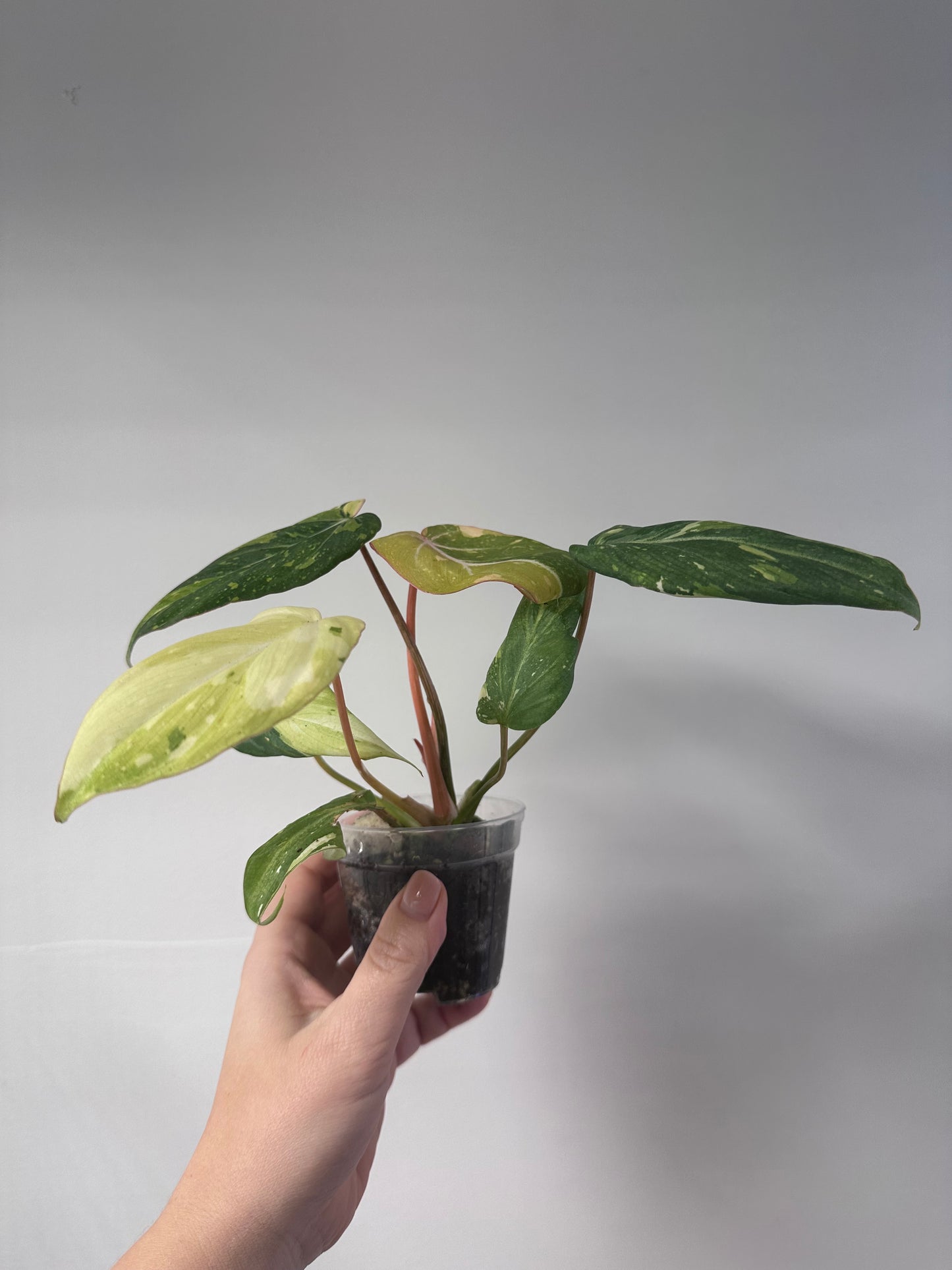 Philodendron gloriosum tricolor variegated