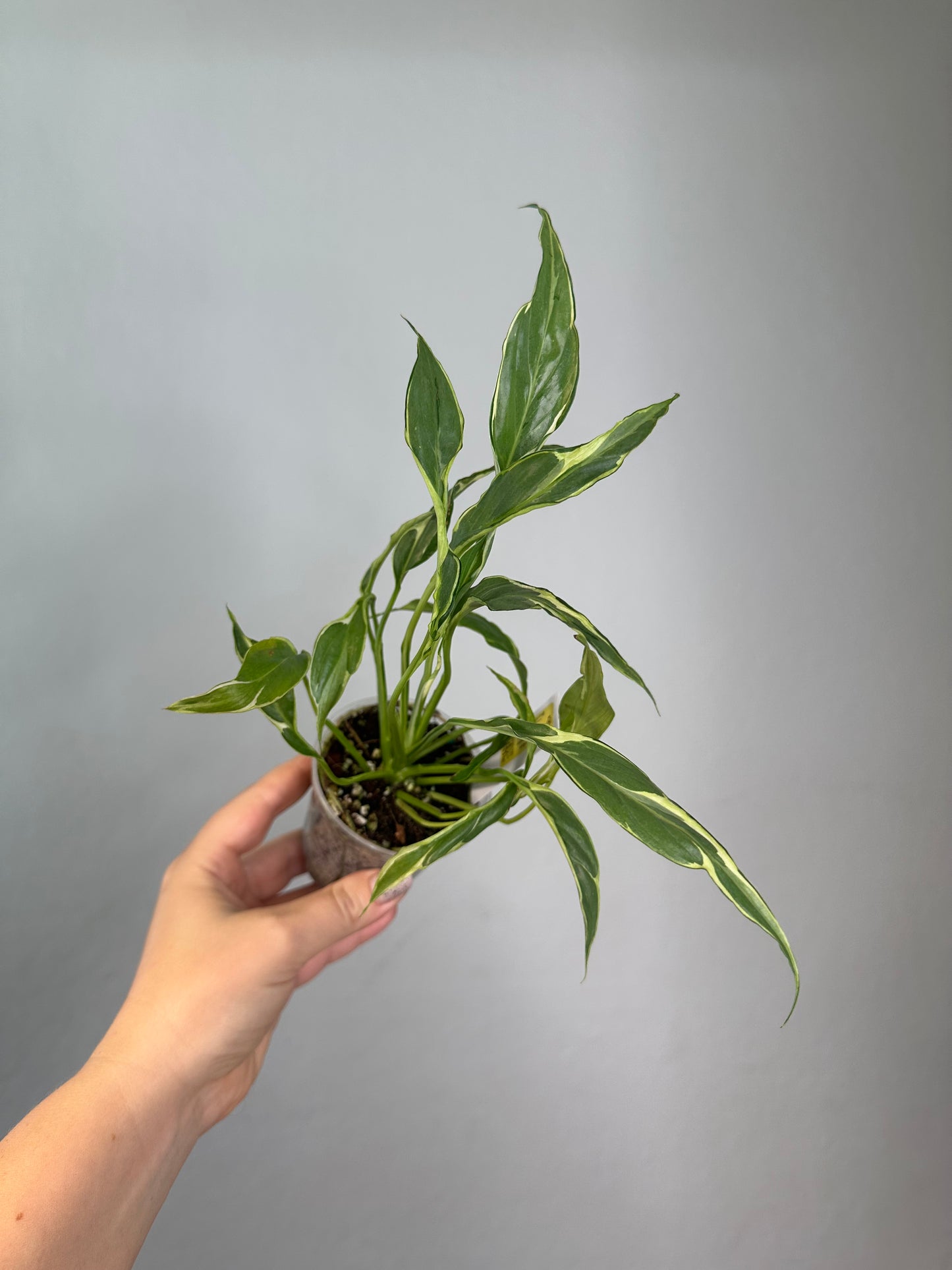 Spathyphillum var