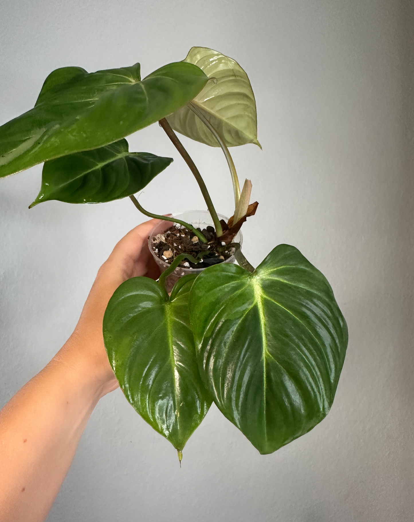 Philodendron Gloriosum /reverted from variegated