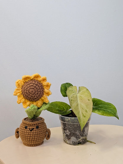 Anthurium crystallinum mint variegated/ sparkling minty leaves / first photo - mother plant