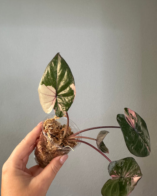 Alocasia serendipity/Yucatán princess variegated