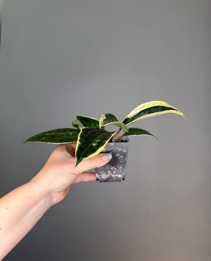 Hoya macrophylla albo-marginata