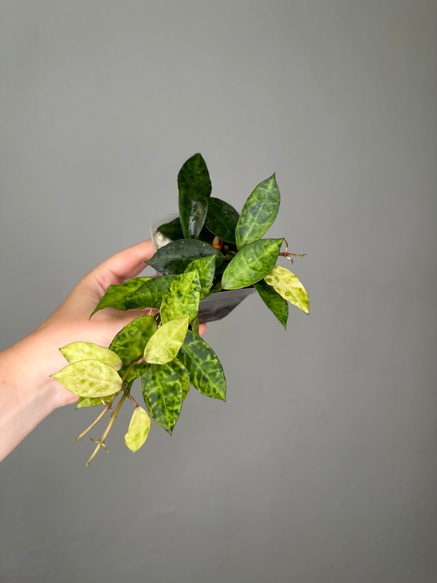 Hoya lacunosa Amarillo / a few cuttings in a pot