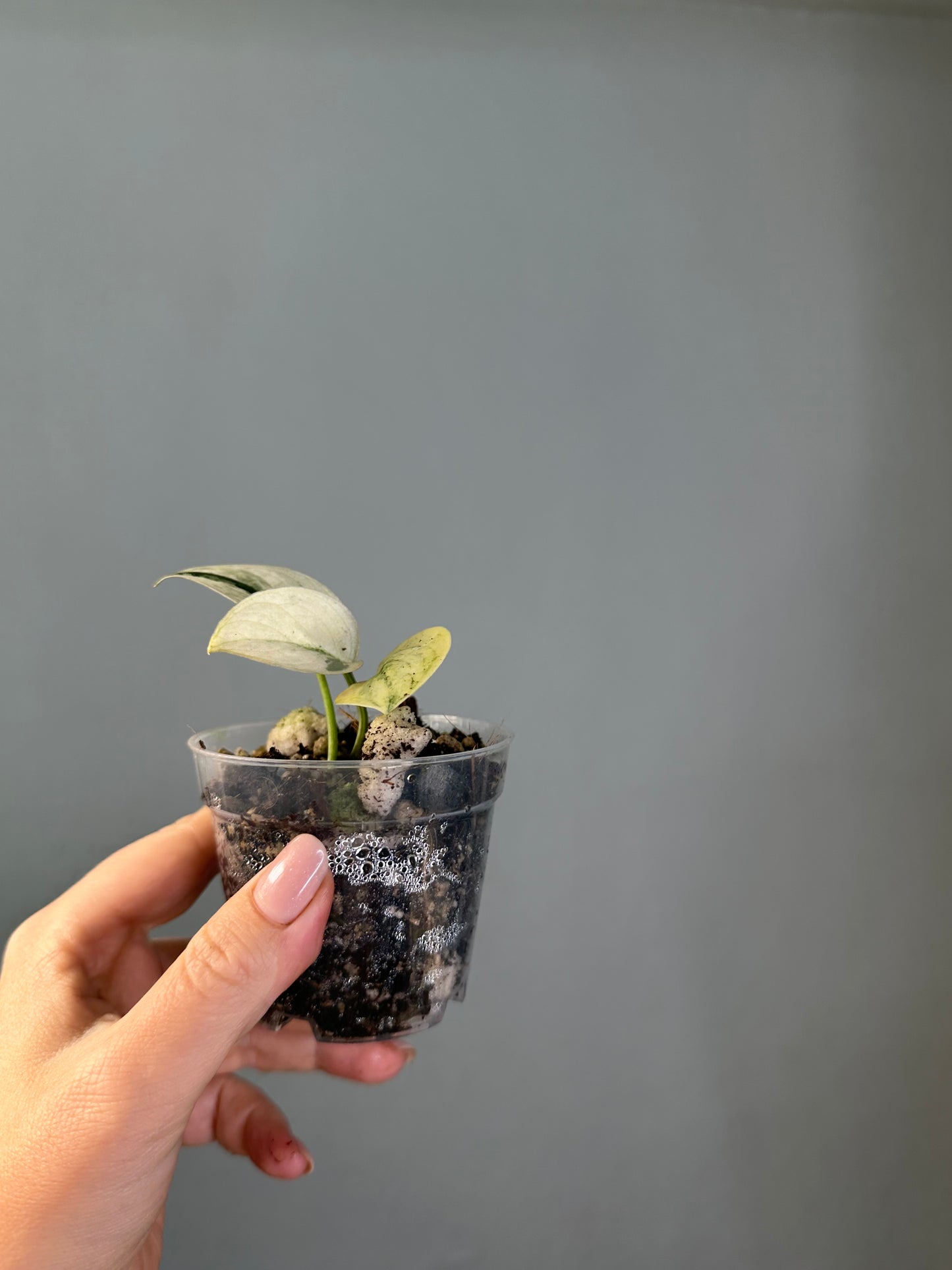 Scindapsus mayari
